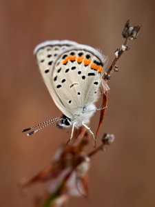 Acmon Blue, Plebejus acmon butterfly butterfly