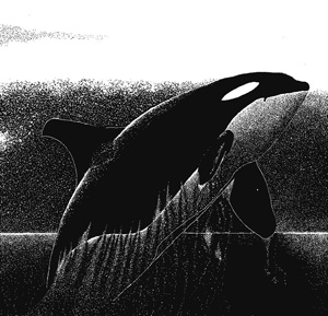 Beluga