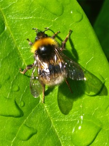 Bumblebee main road to Castle 08-07-08 DS