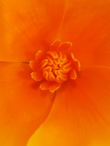 California Poppy