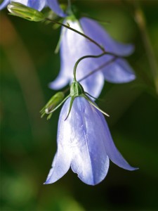 Campanula rotundifolia Harebell Pincers 24-07-08 01 copy