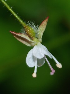 Circaea lutetiana Enchanter's Nightshade Quarry zone
