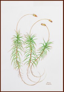 Common Haircap Moss - Polytrichum commune 768
