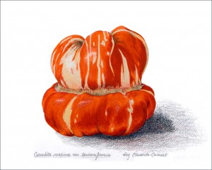 Cucurbita maxima var. turbaniformis Turban squash