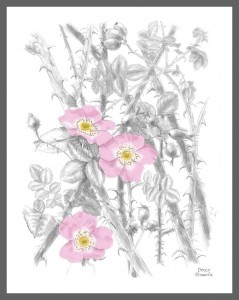 DogRose-Rosacanina-TheBanksODoon