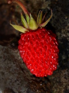 Fragaria vesca Woodland strawberry Murrayshall Quarry 25-6-11