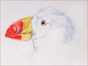 Horned Puffin Fratercula corniculata