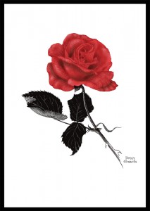 Mr. Lincoln rose Rosa sp.