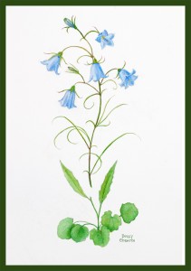 Scottish Bluebell or Harebell