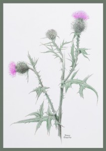 Spear Thistle 768 x 1090