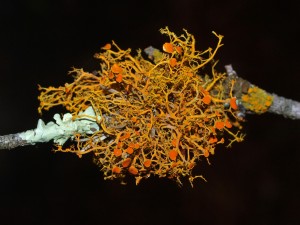 Teloschistes exilis fruticose lichen Lodato 3-5-11