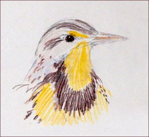 Western Meadowlark Sturnella neglecta